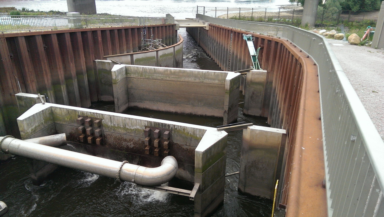 ASV Hamburger Angler e.V. Fischtreppe 15061302