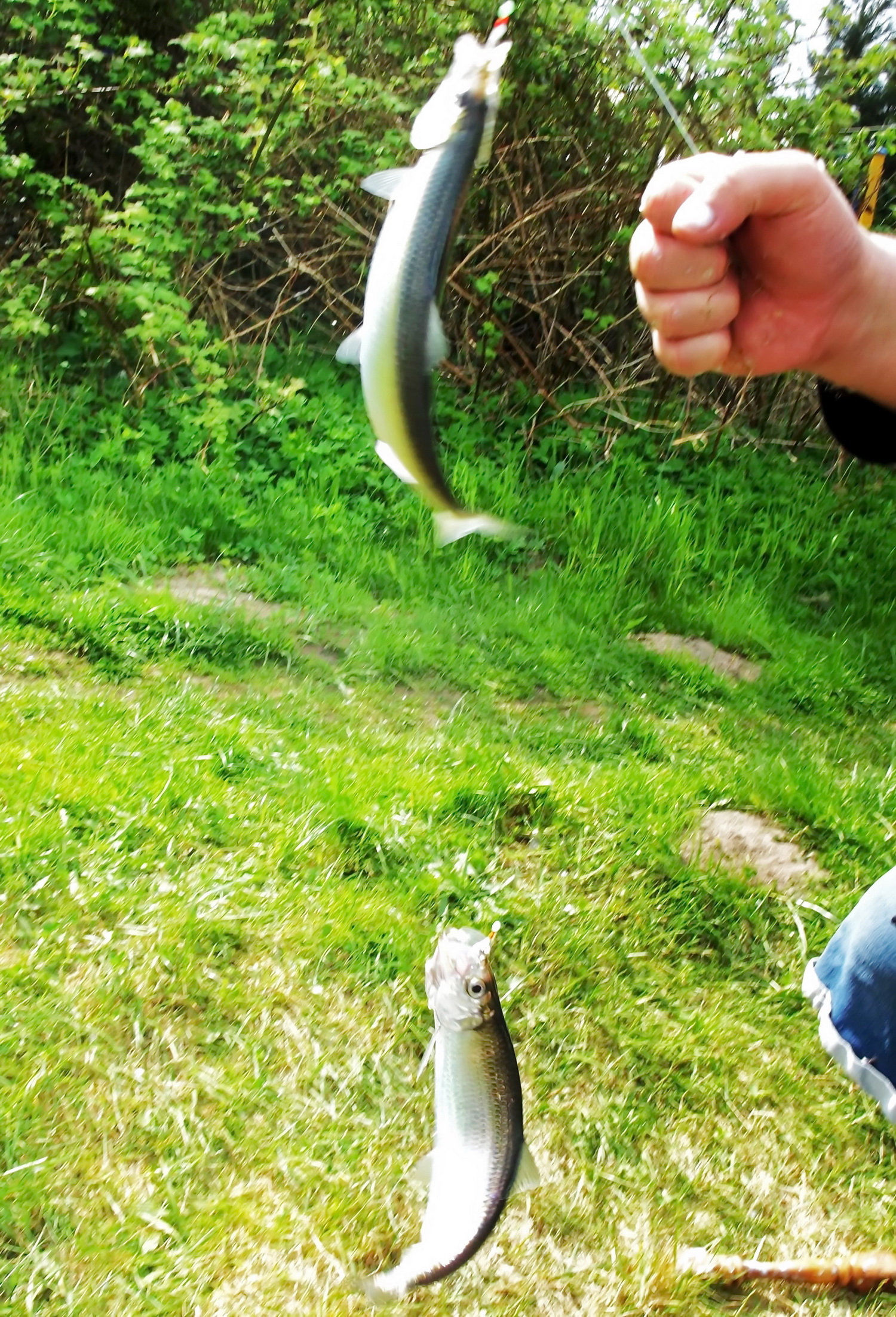 HeringsangelnInLübeckFisch